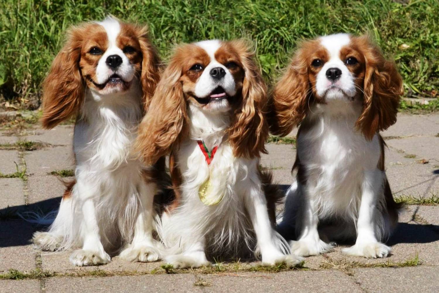 Правила присвоения титулов собакам, имеющим родословные признаваемые РКФ