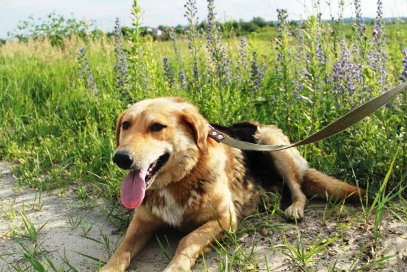 Русская собака ищет тигров в Камбодже