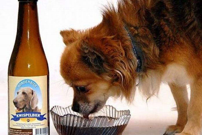 Чешcкое пиво для собак