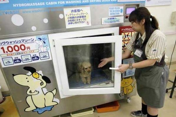 В Японии собак стирают в автоматах