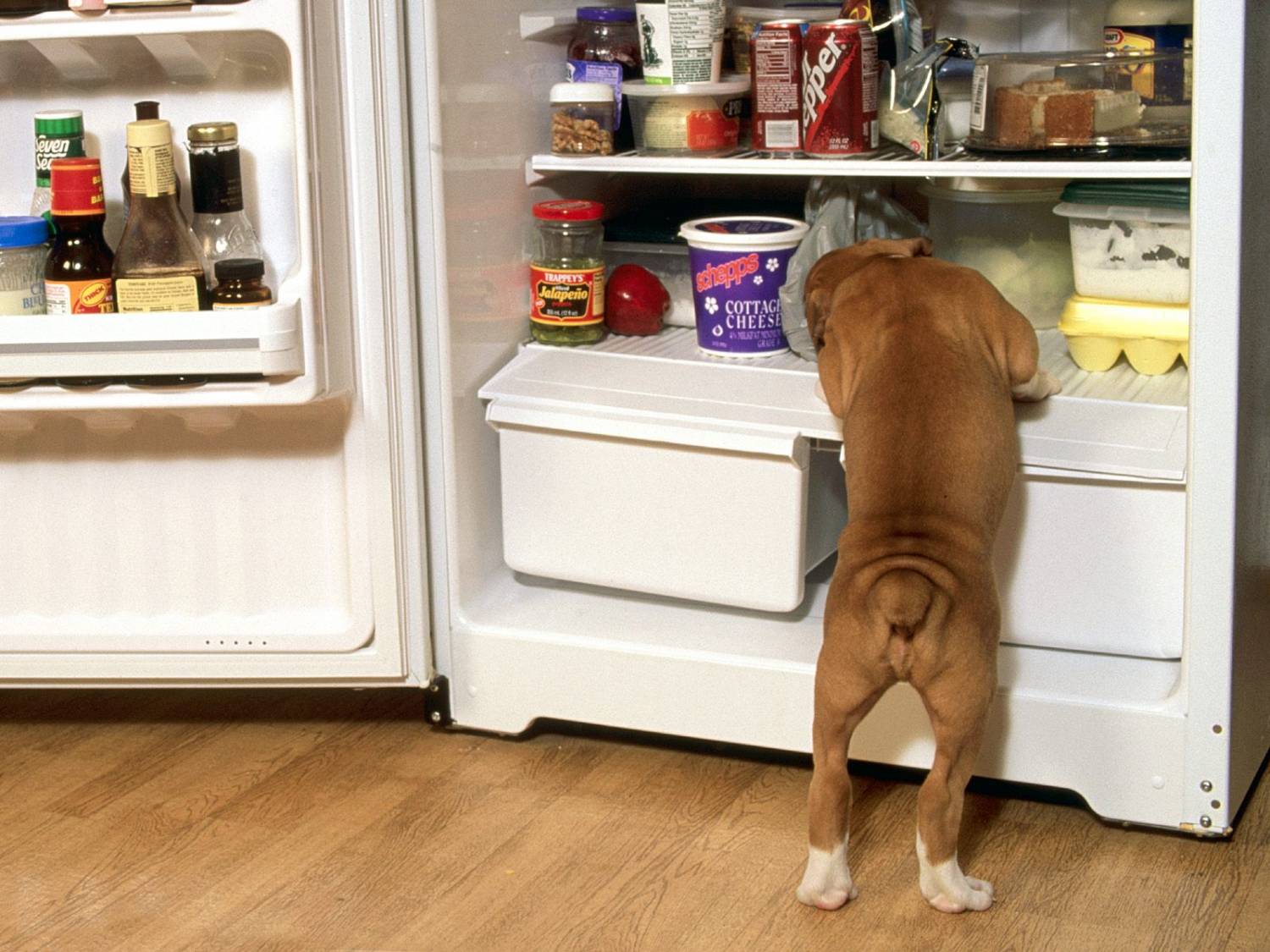 Как кормить собаку: с подставки или без?