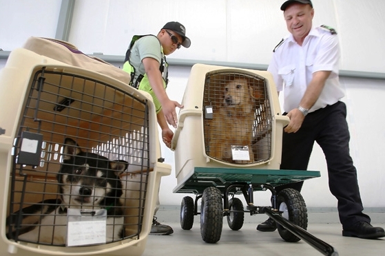 Как быть с перевозкой домашних животных?