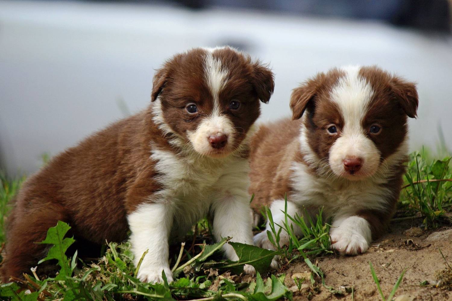 Жизненный цикл собаки - новорождённые щенки