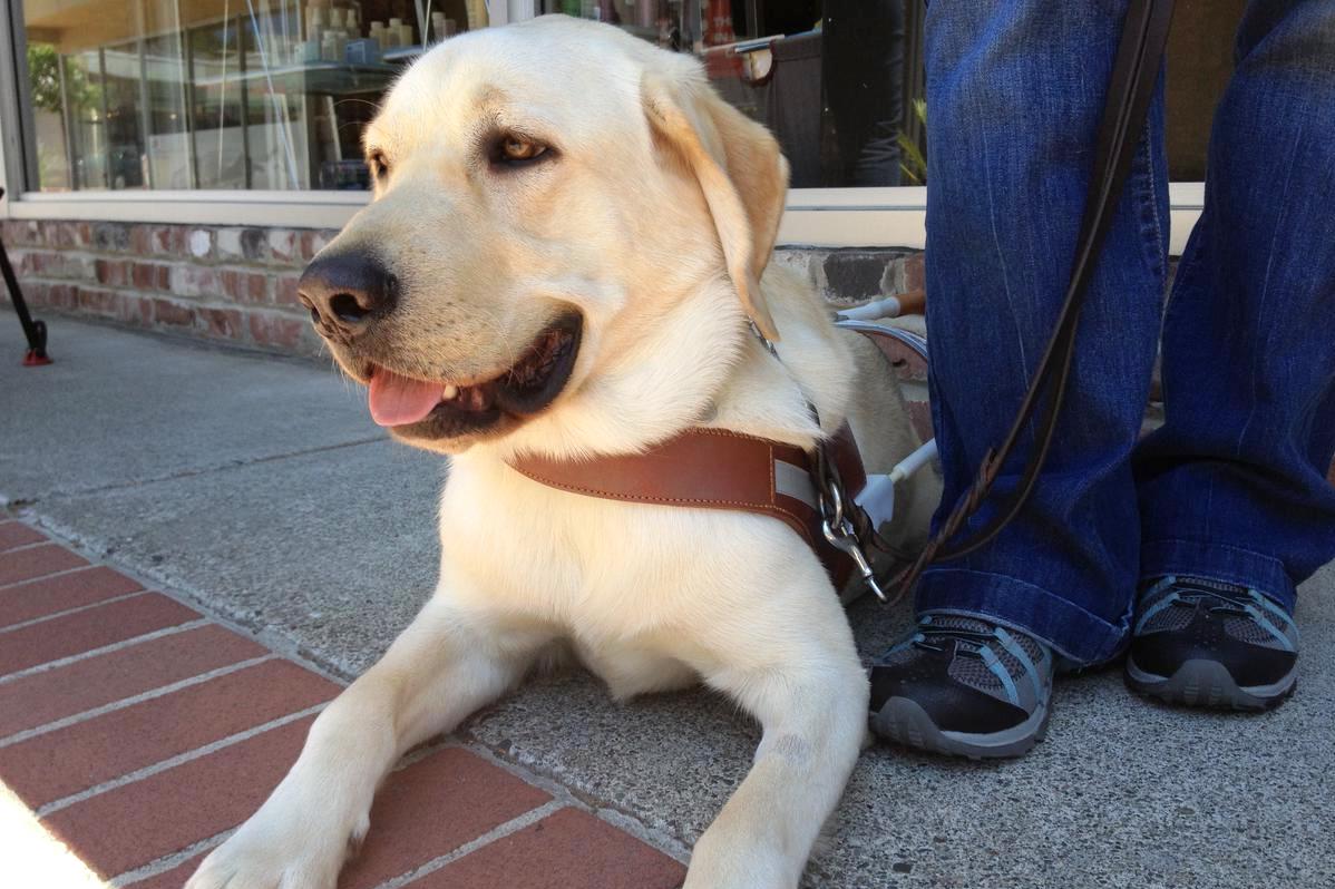 Лабрадор - собака поводырь для слепого человека