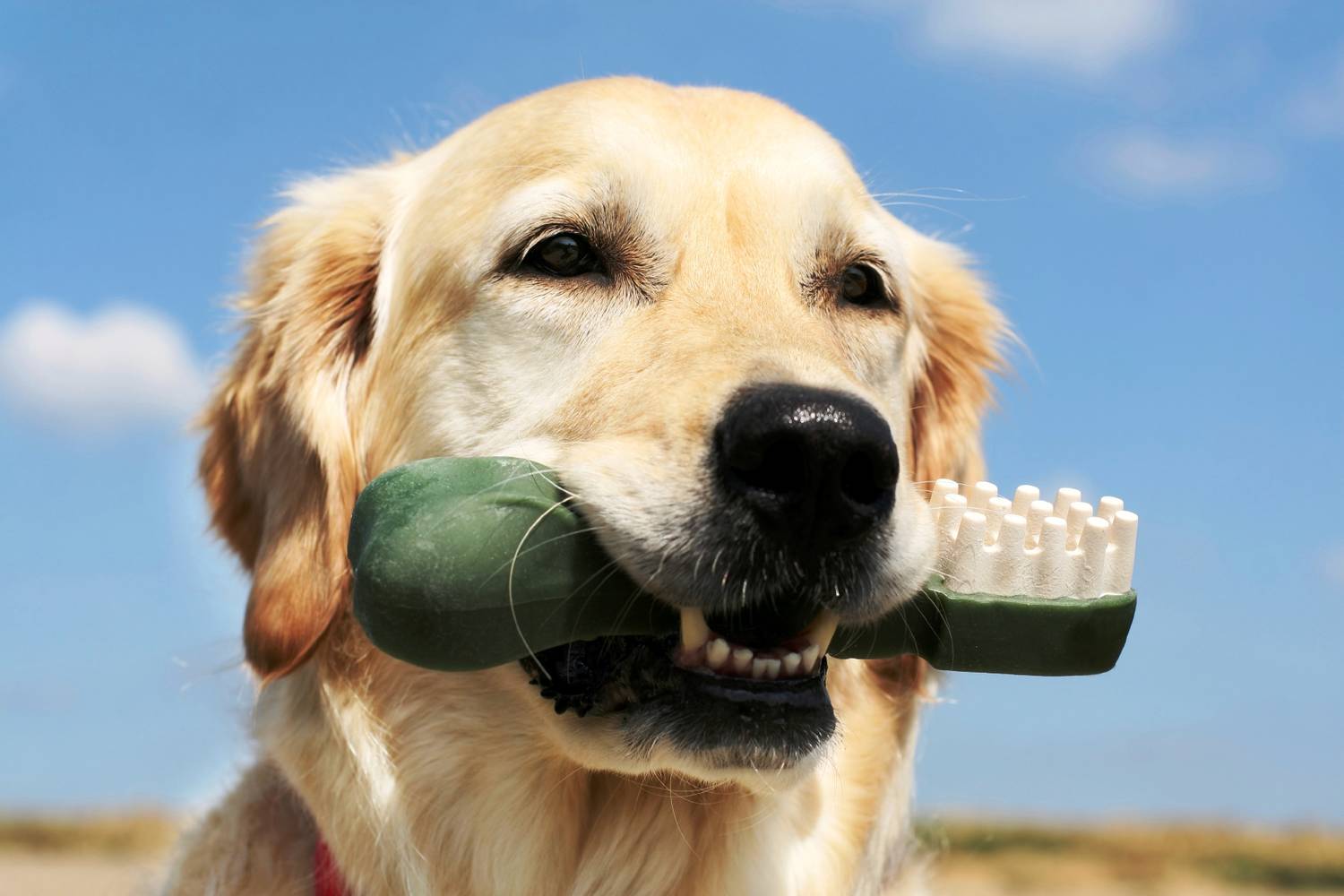 Основы профилактики и лечения зубного камня у собак