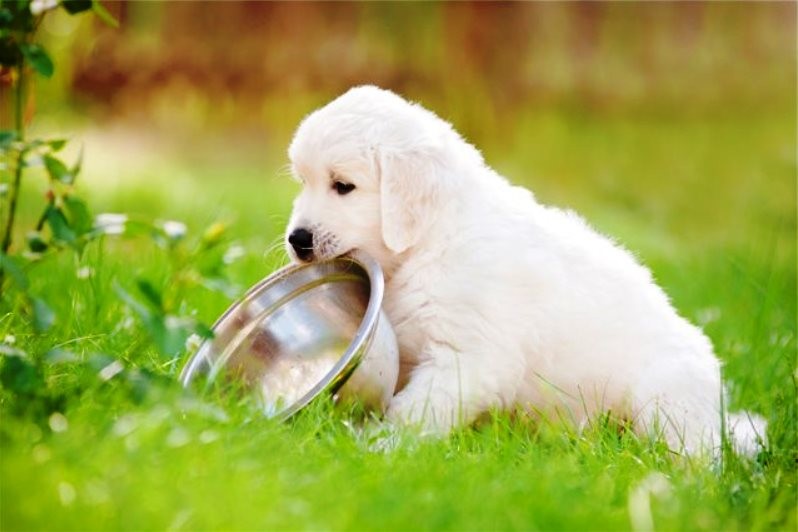 Как правильно подобрать сухой корм для собаки?