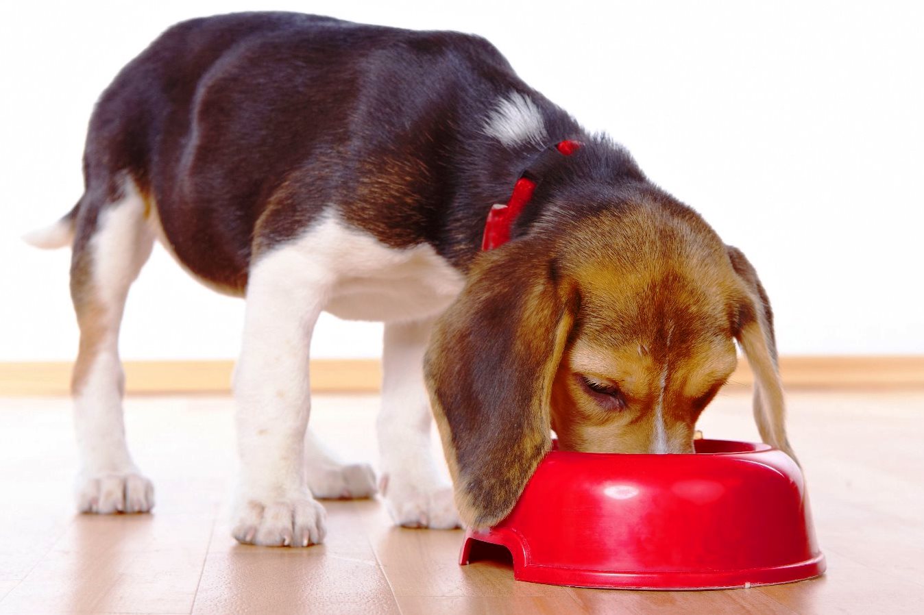5 преимуществ влажного питания собак
